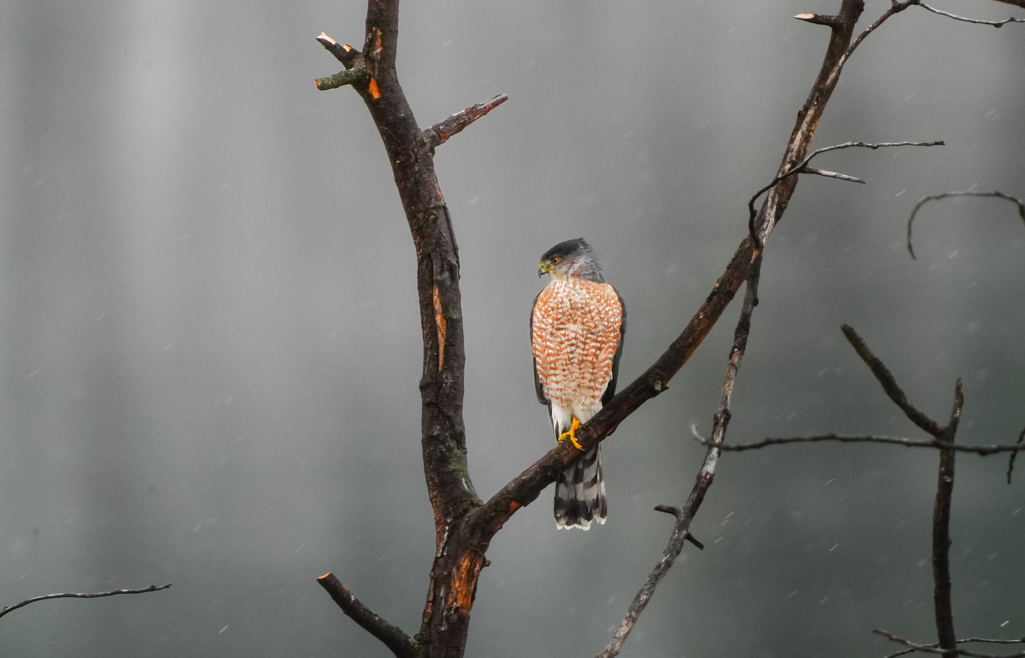 Cooper's hawk