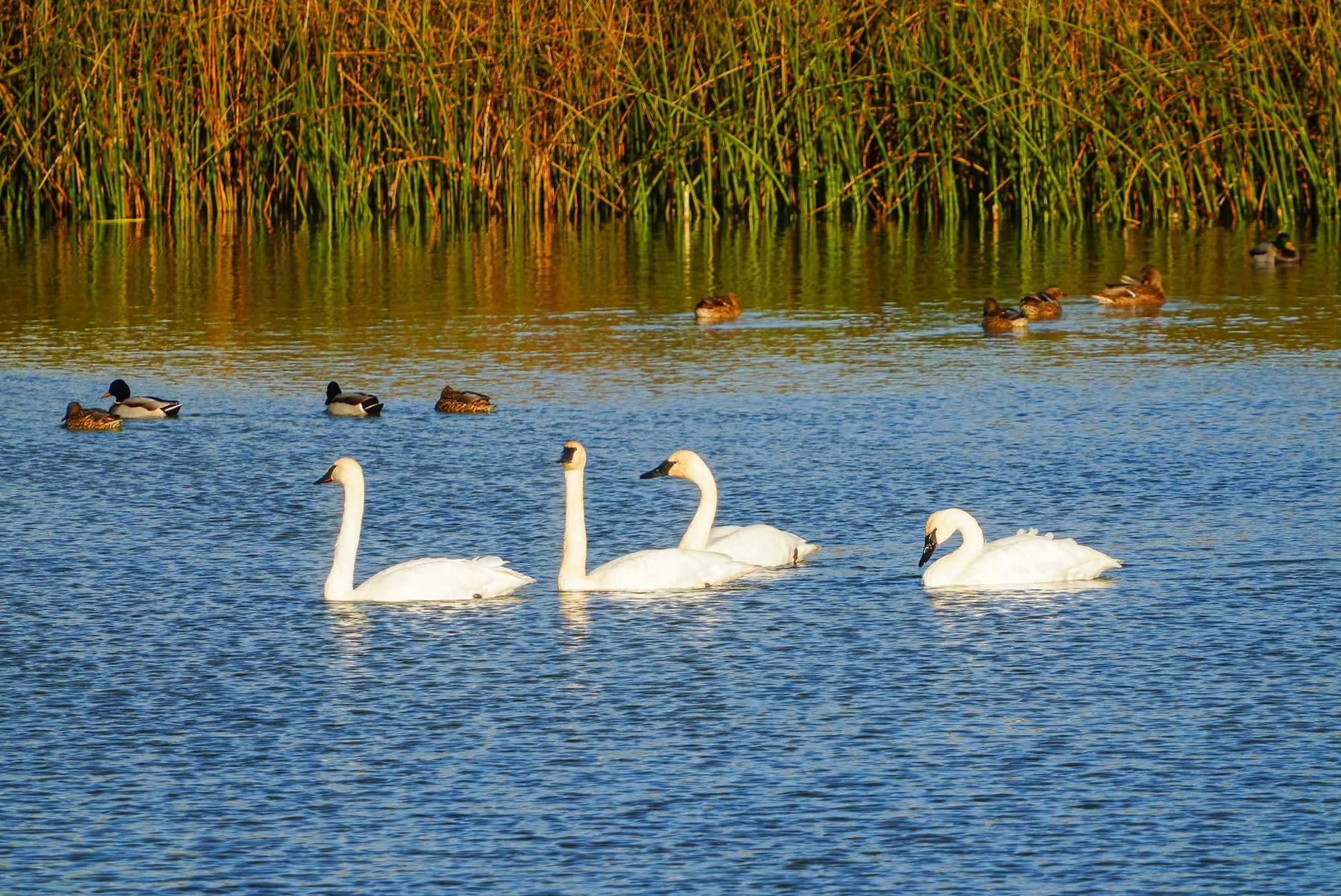 trumpeter swans