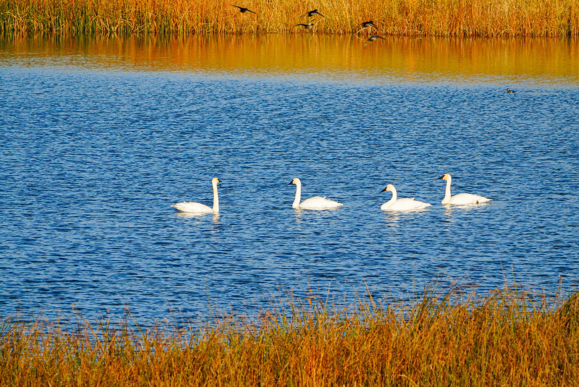 trumpeter swans