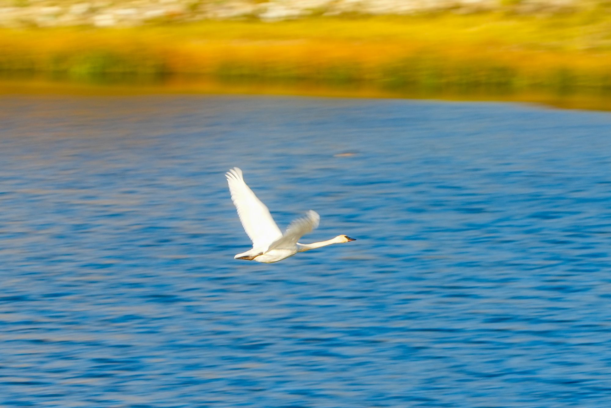 trumpeter swan