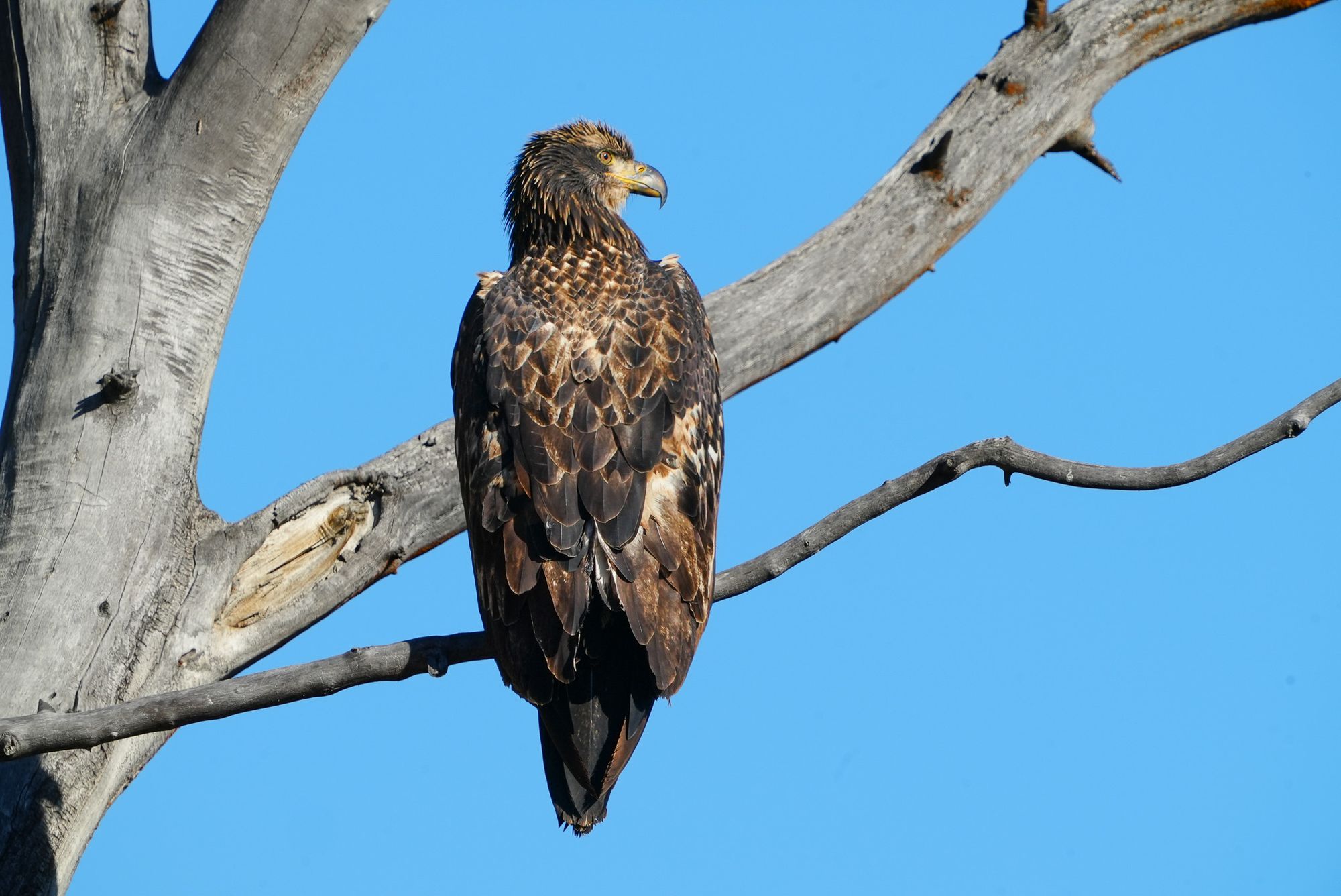juvenile bald eagle