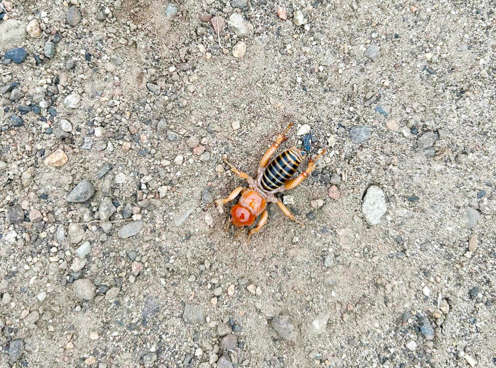 Jerusalem cricket