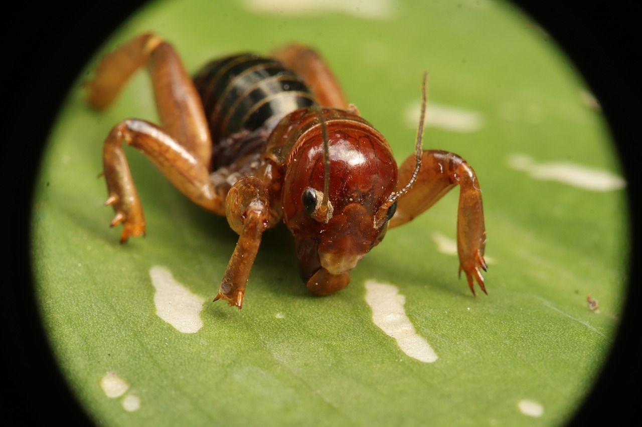 Jerusalem cricket
