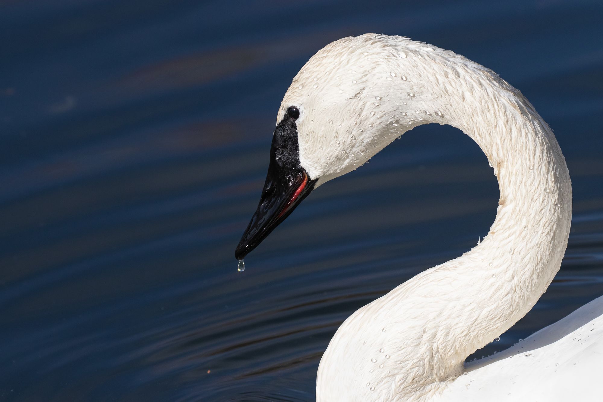 trumpeter swan