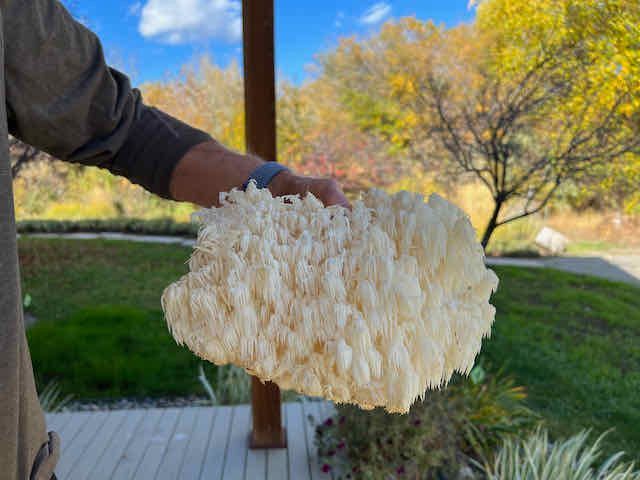 bear's head mushroom