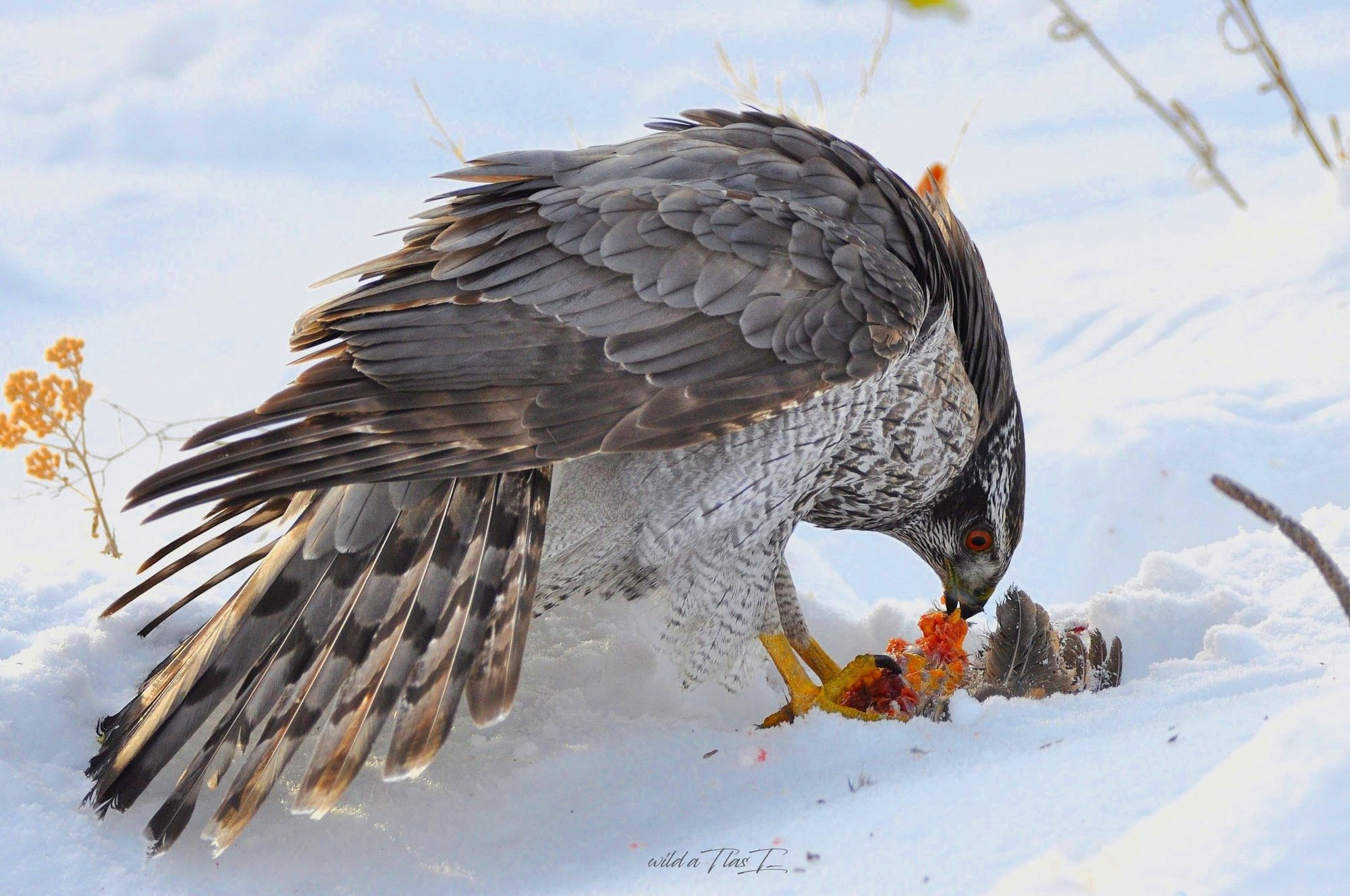 northern goshawk