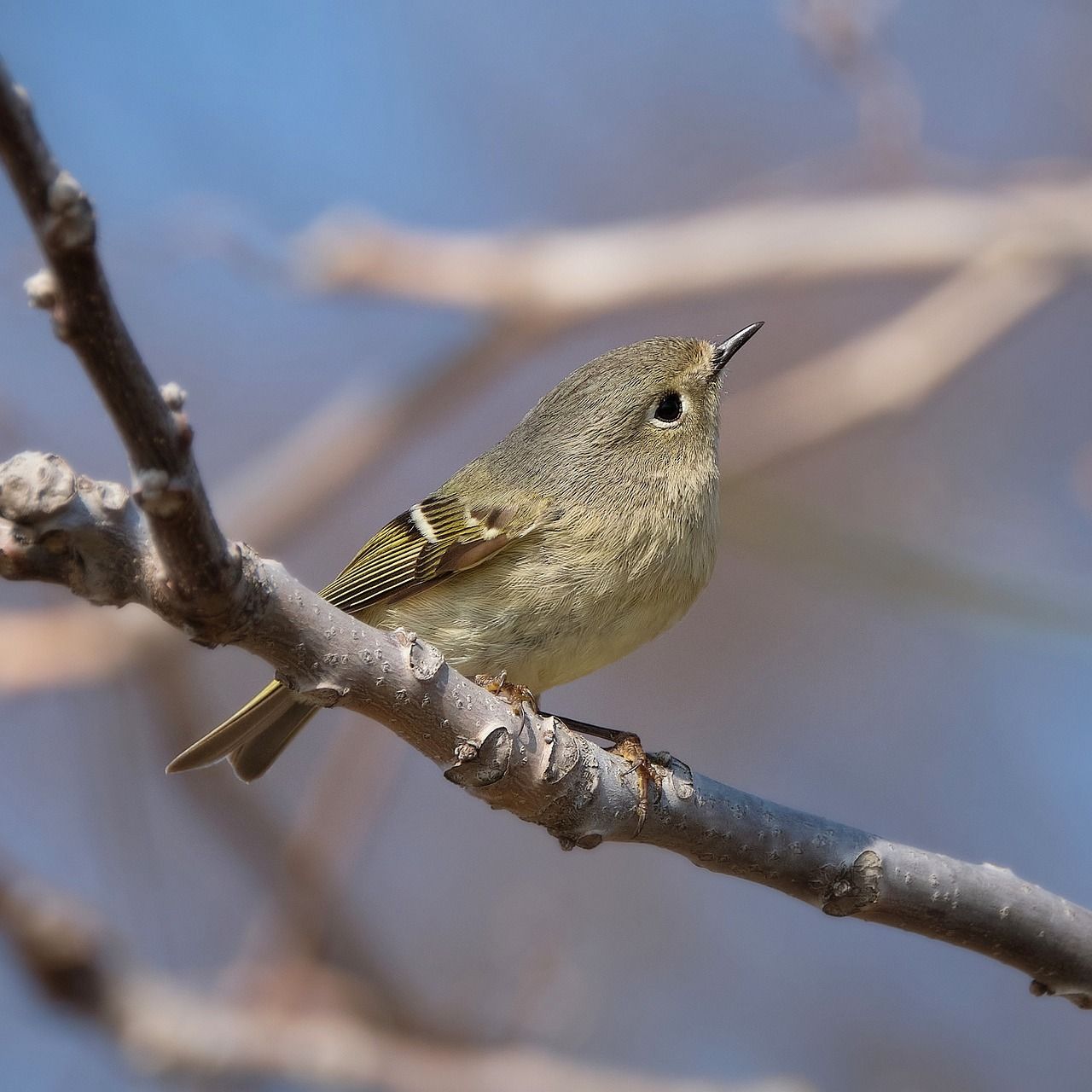 ruby-crowned kinglet