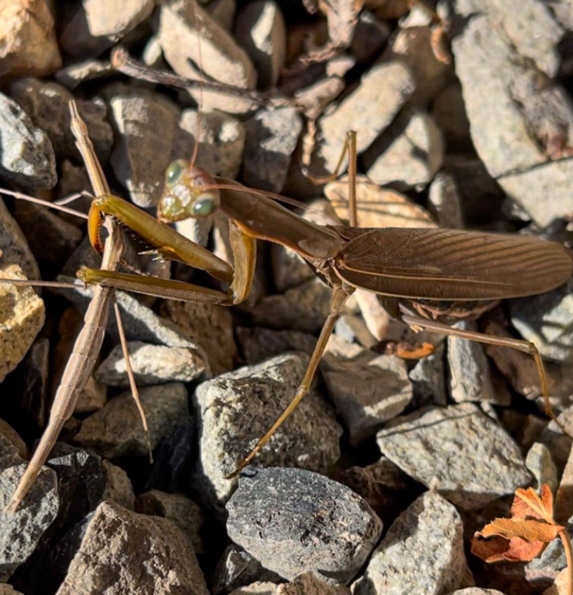 praying mantis