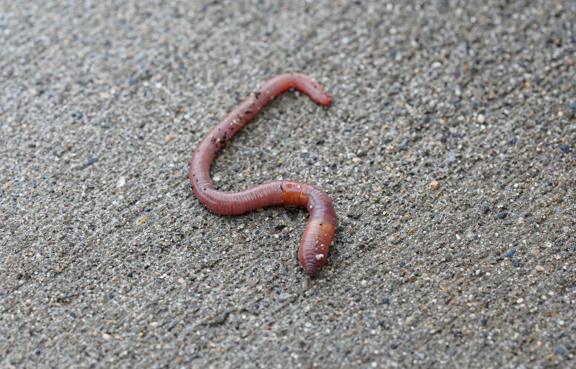 earthworm