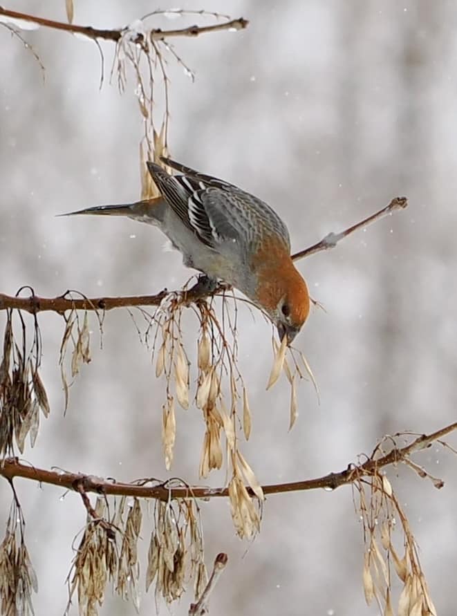 pine grosbeak