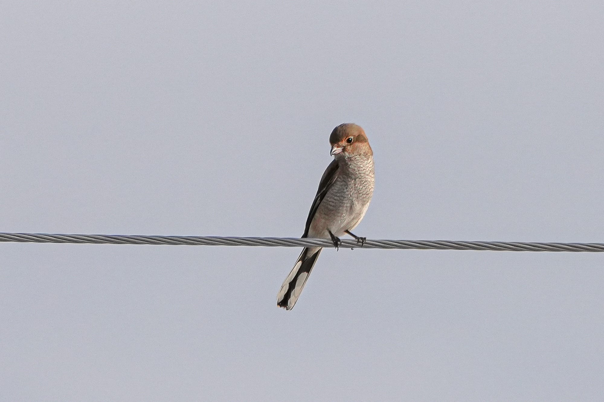 immature northern shrike