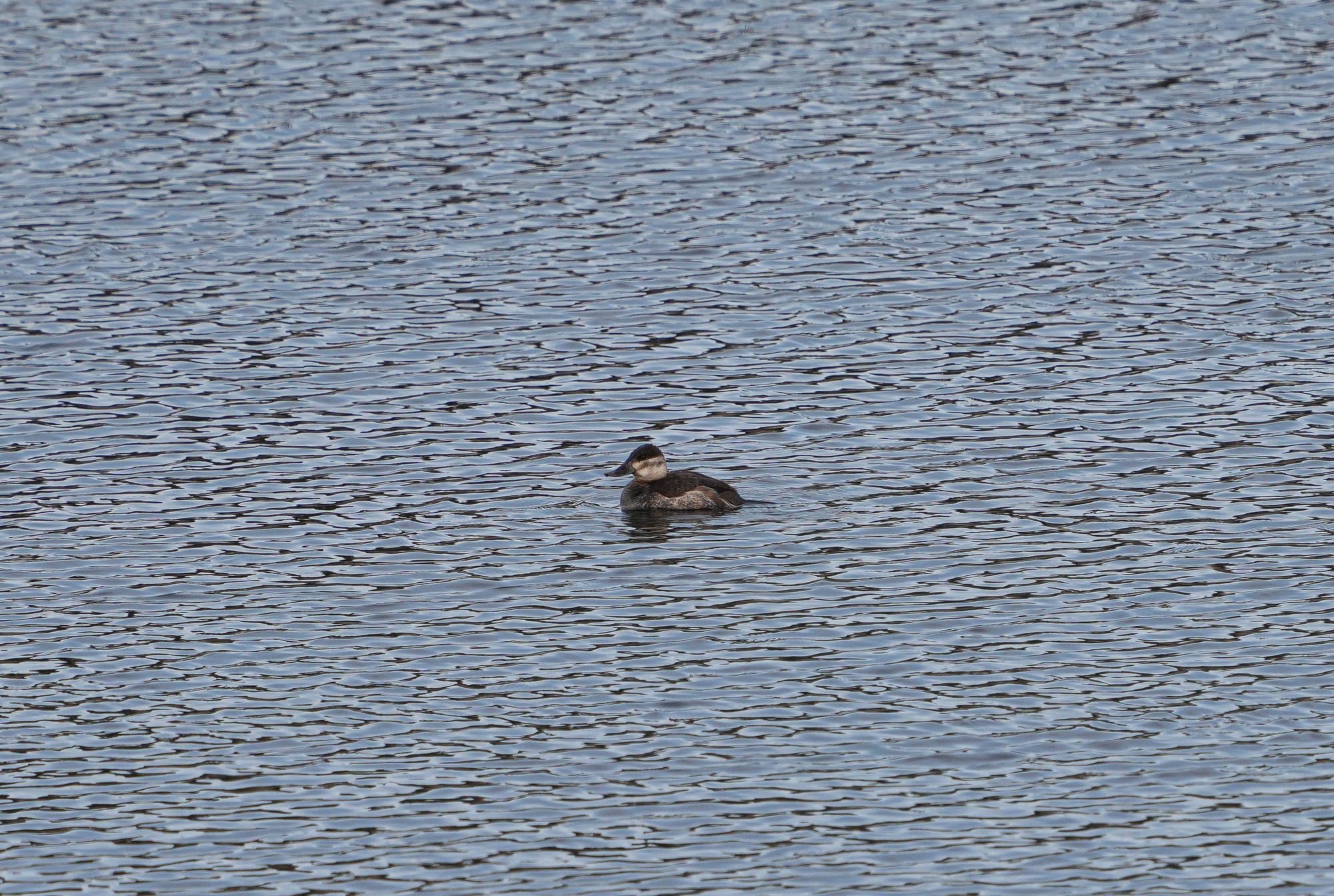 ruddy duck
