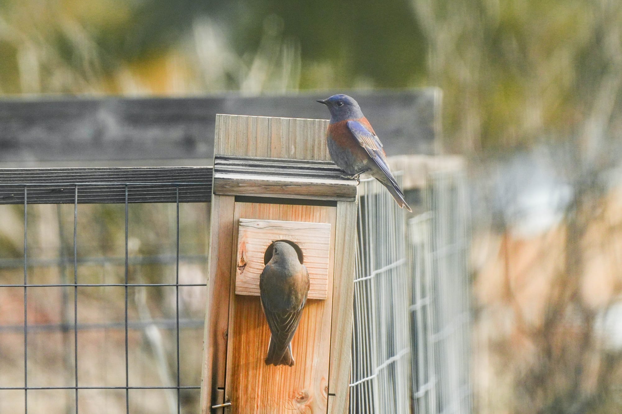 western bluebirds