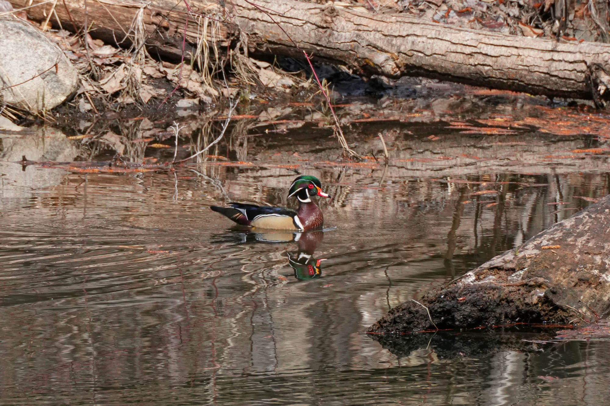 wood duck