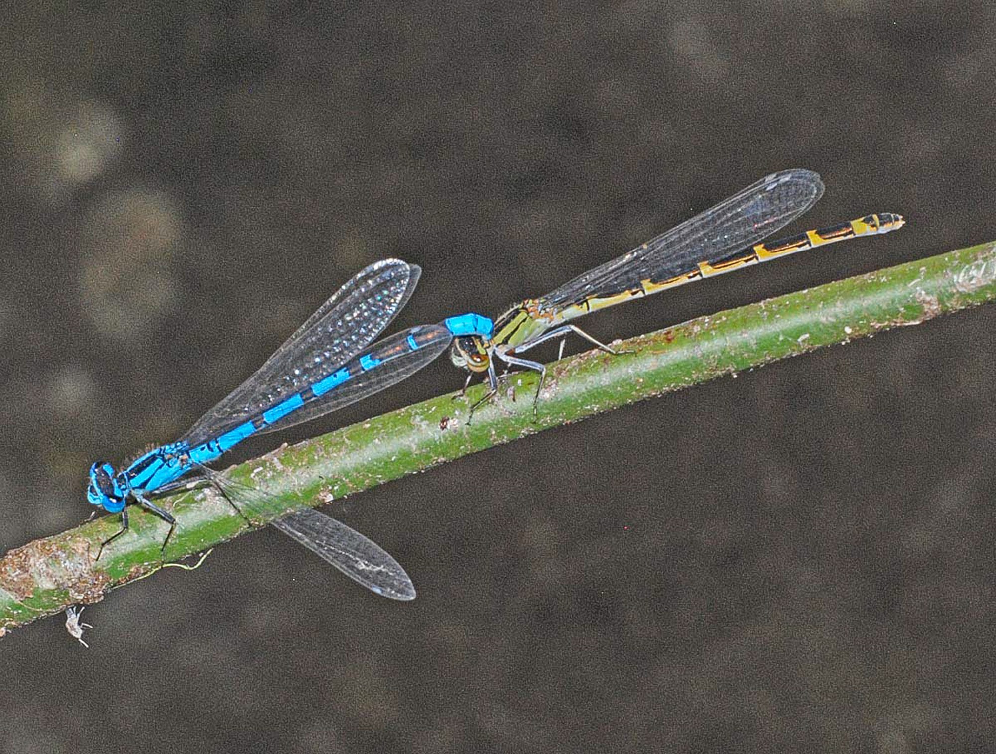 northern bluet