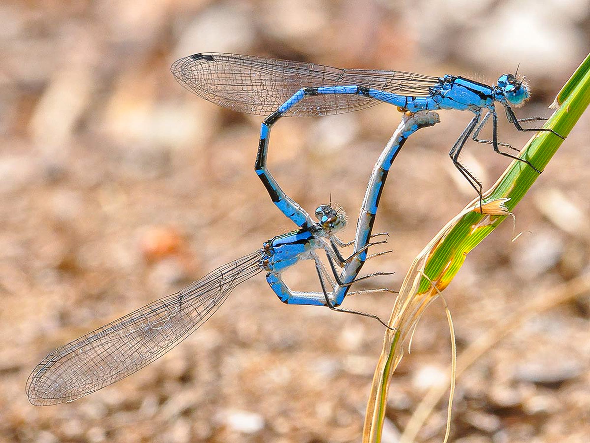 northern bluet