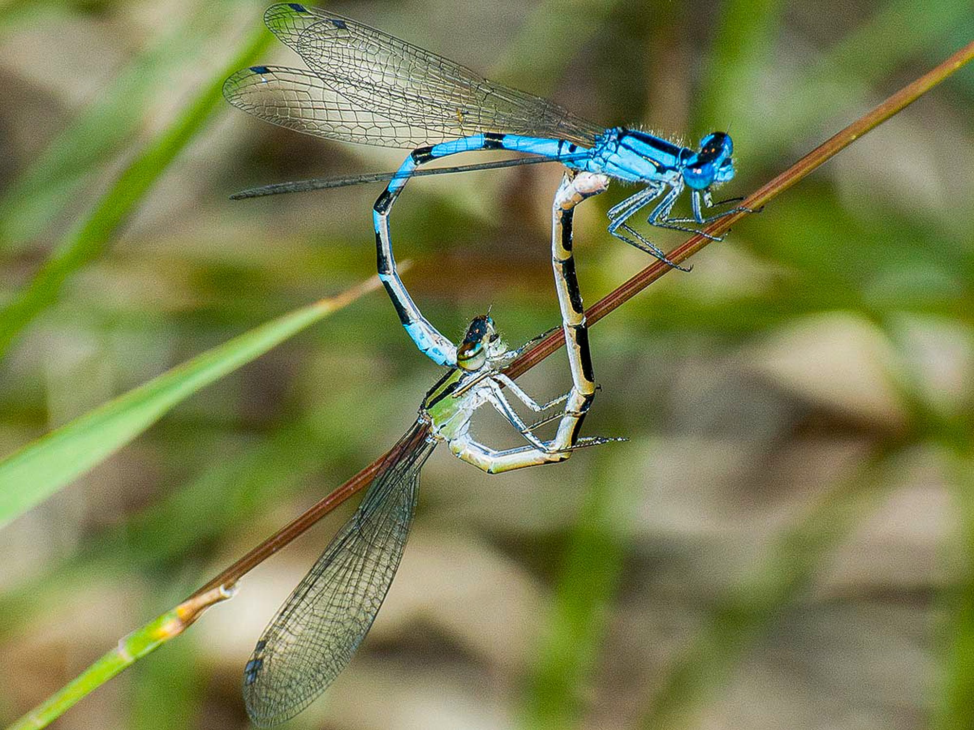 boreal bluet