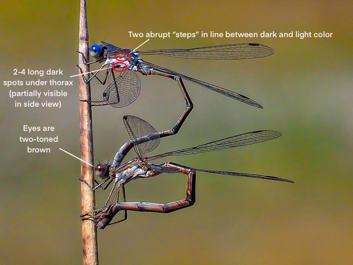 spotted spreadwing