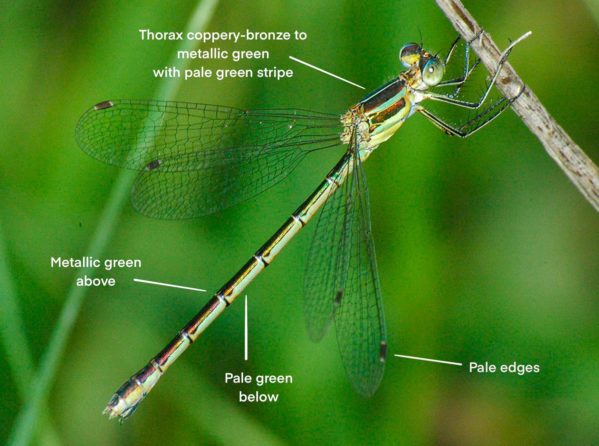 lyre-tipped spreadwing
