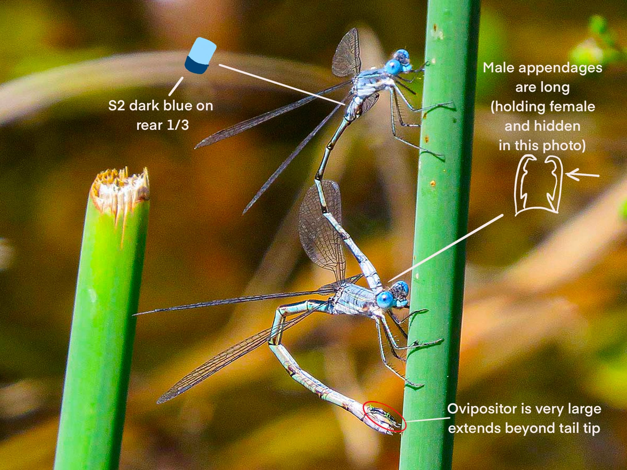 sweetflag spreadwing