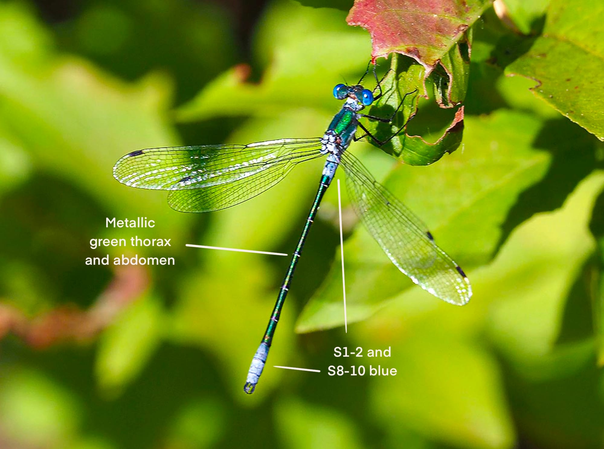 emerald spreadwing