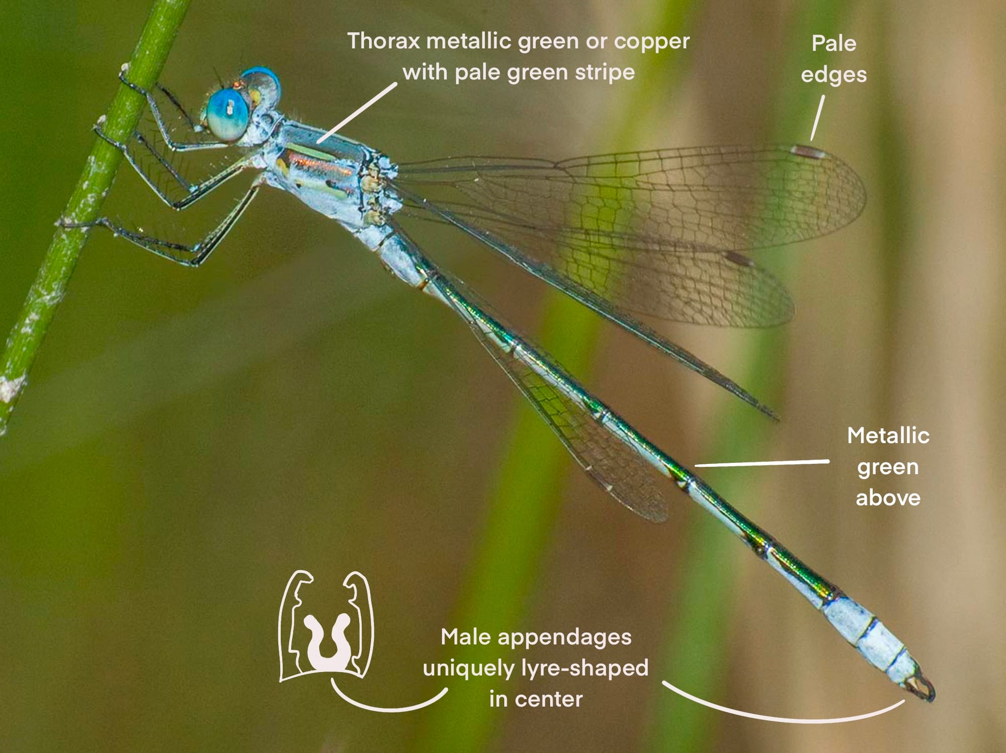 lyre-tipped spreadwing