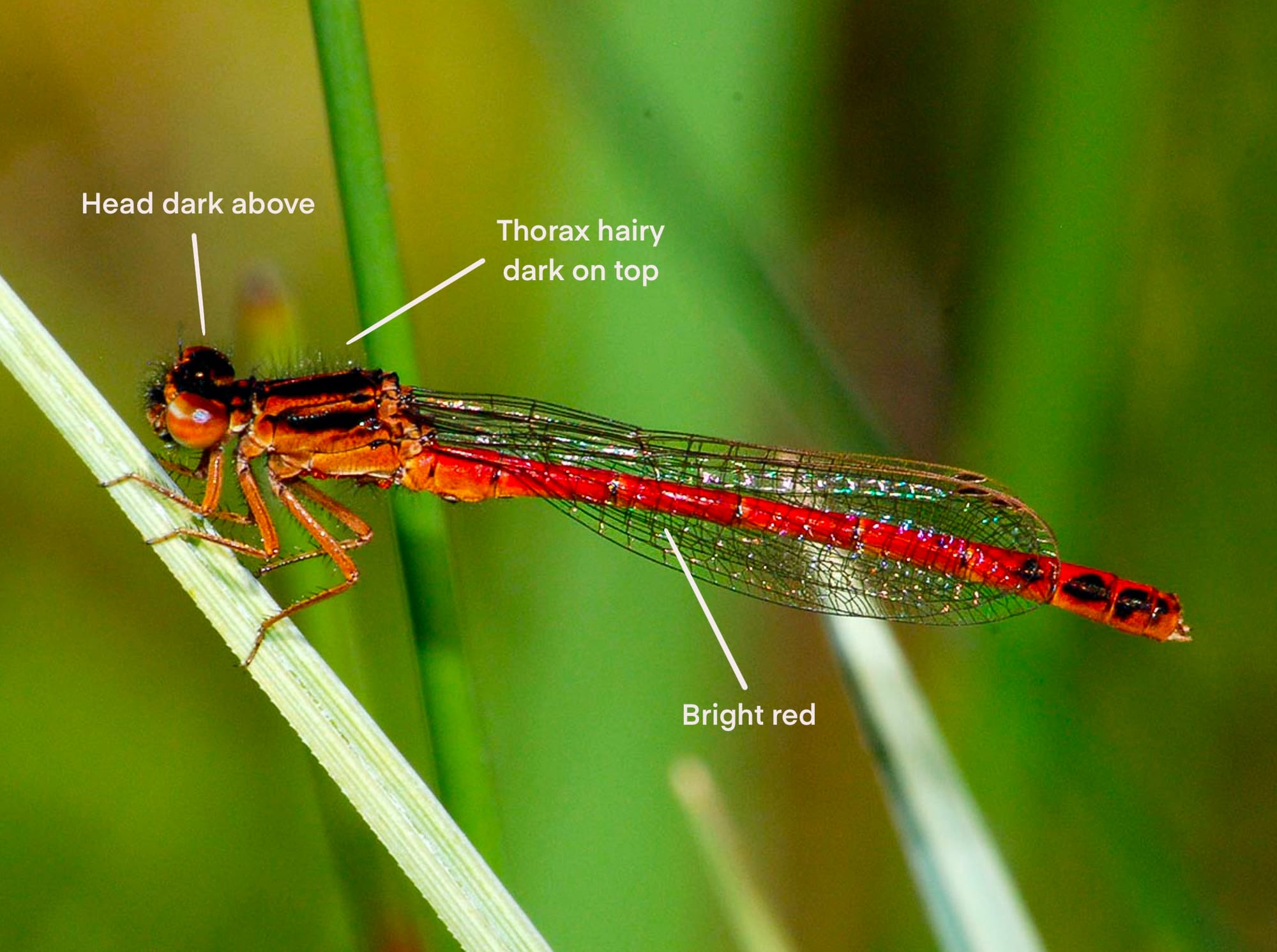 western red damsel