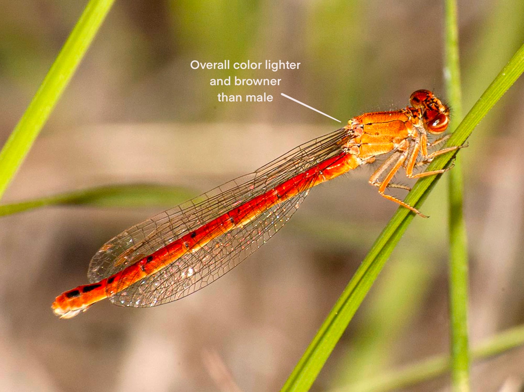 western red damsel