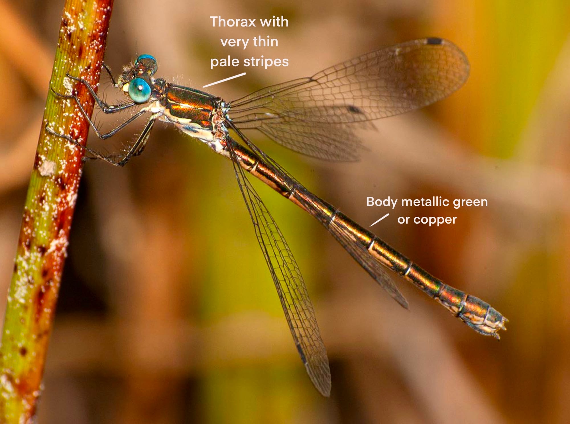 emerald spreadwing