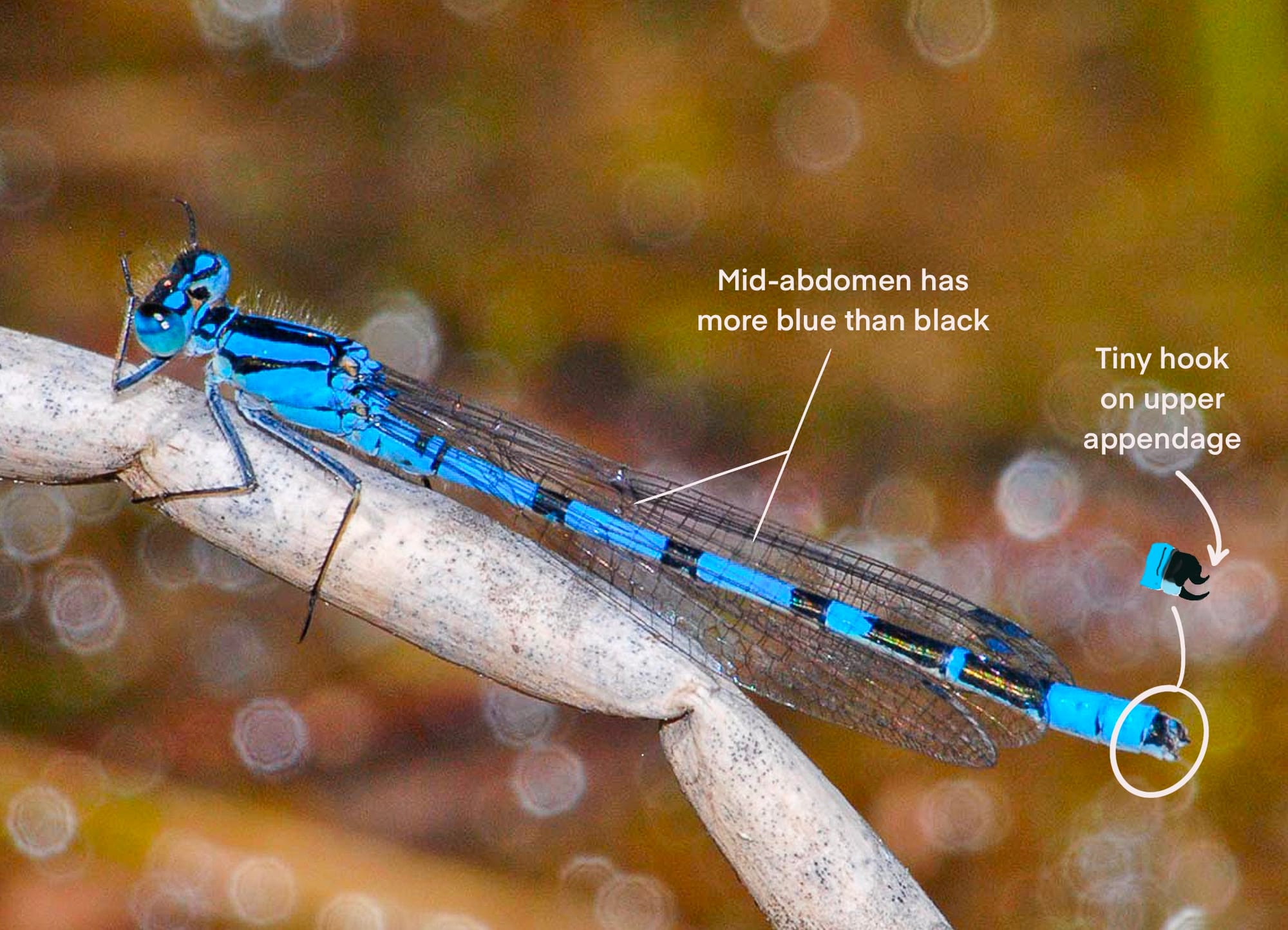 northern bluet