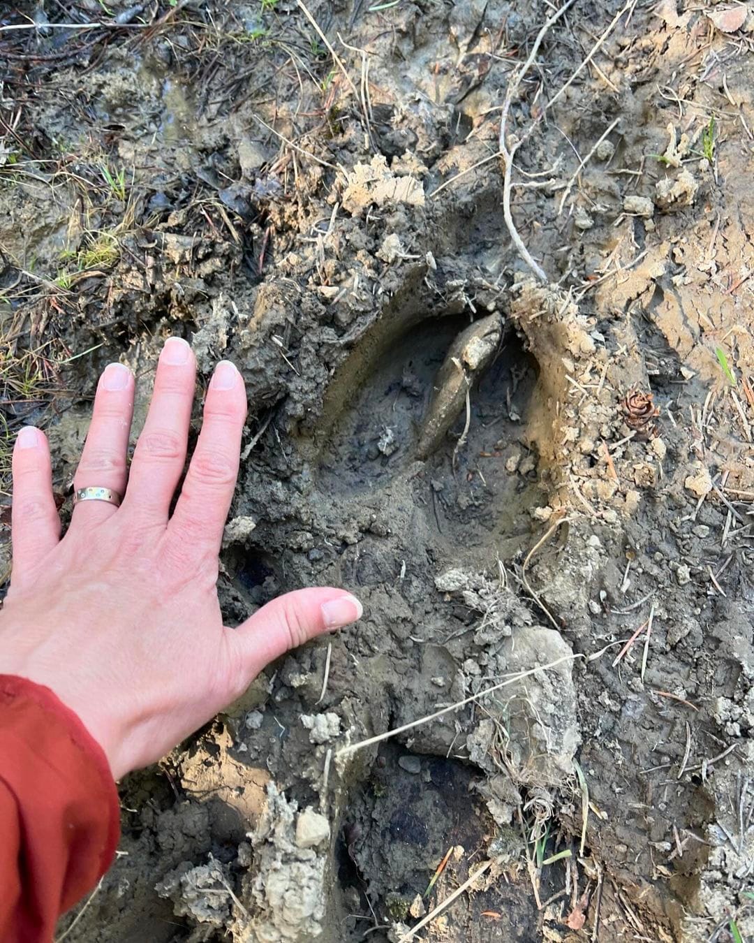 moose print