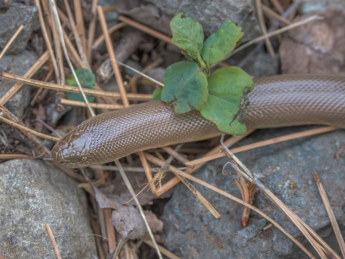rubber boa