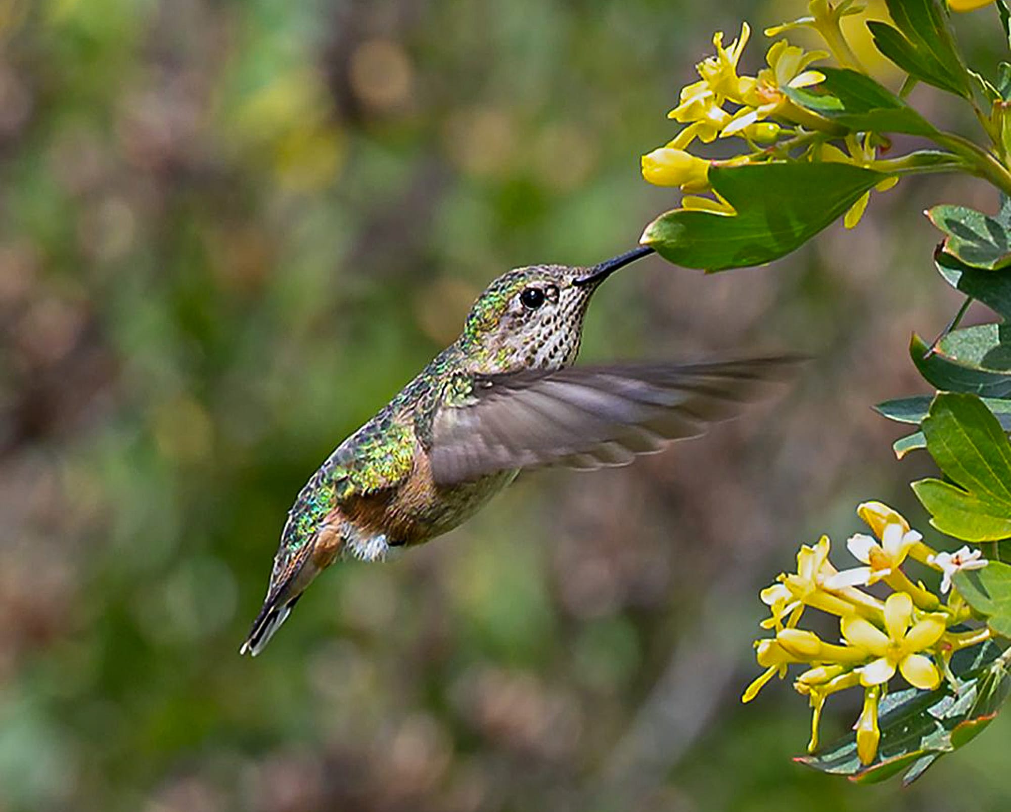 female calliope hummingbird