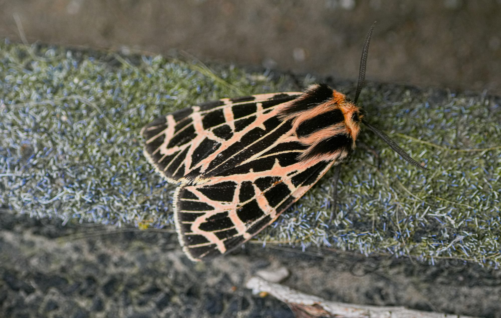 ornate tiger moth