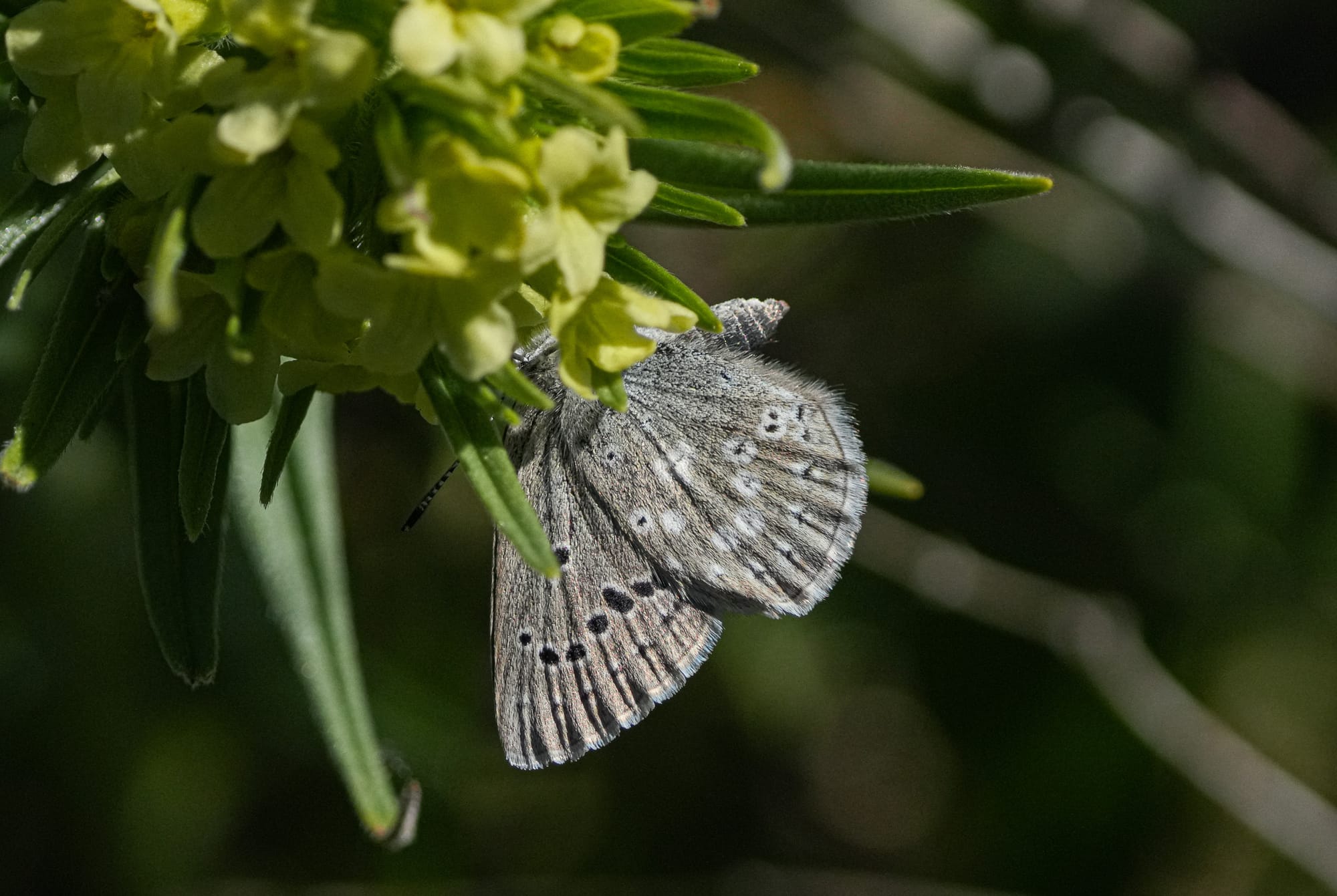 boisduval's blue