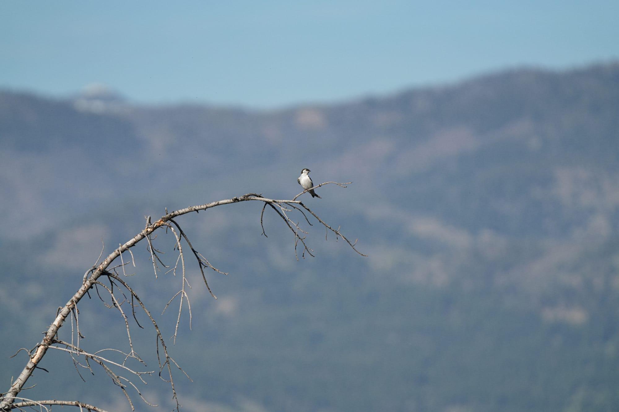 violet-green swallow