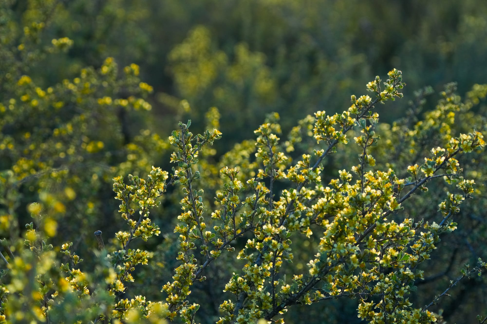 bitterbrush