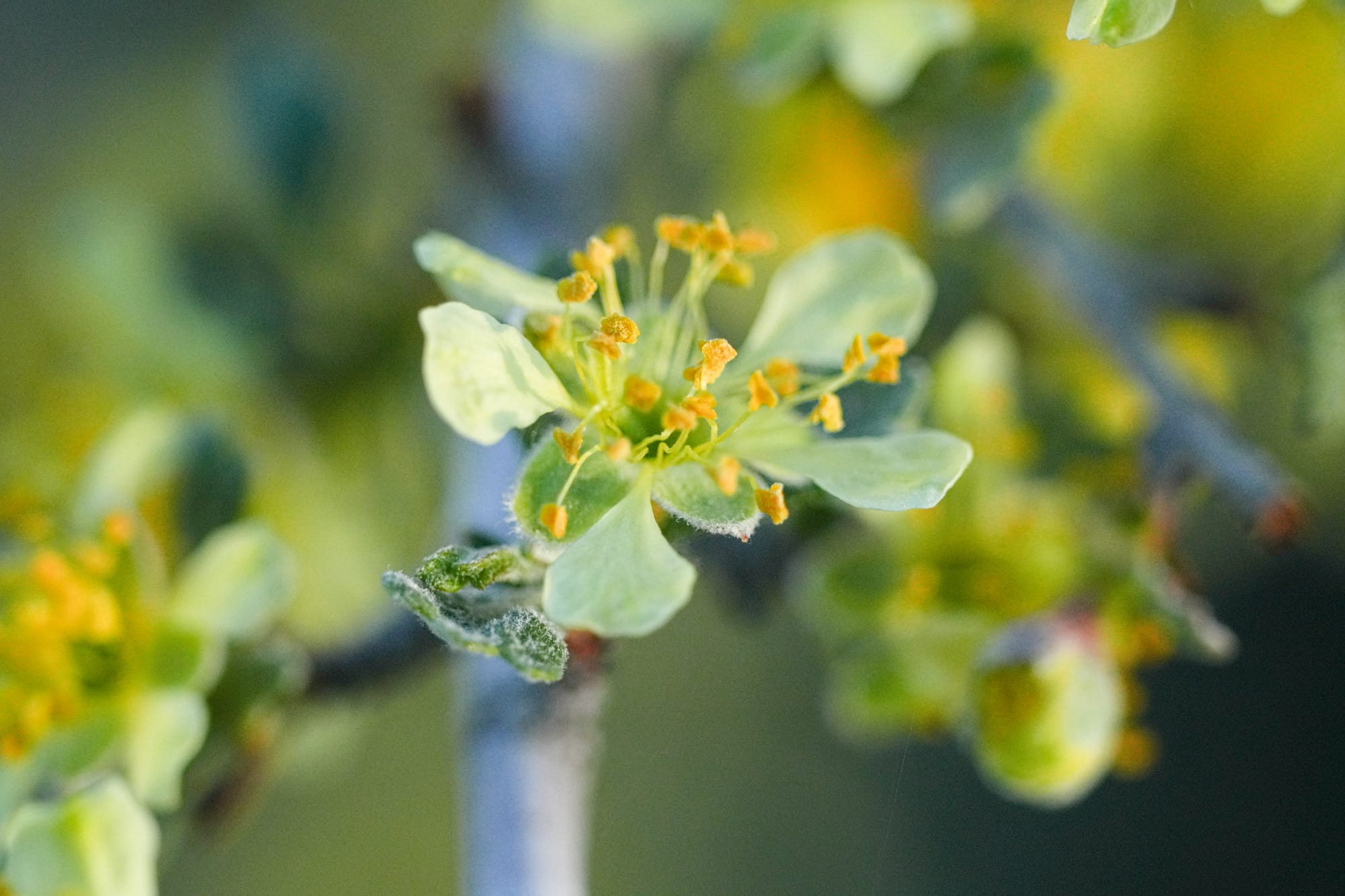 bitterbrush flower