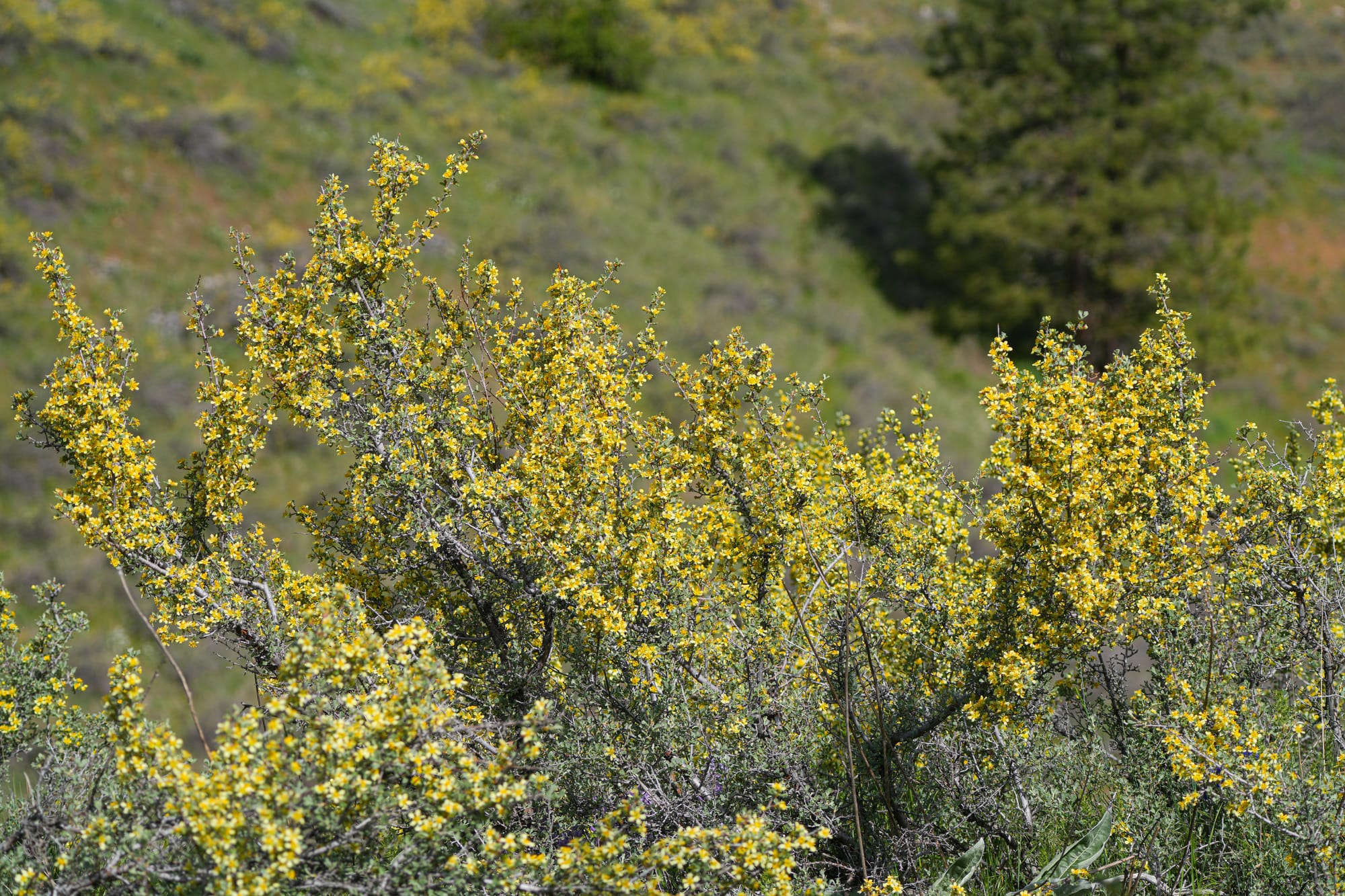 bitterbrush