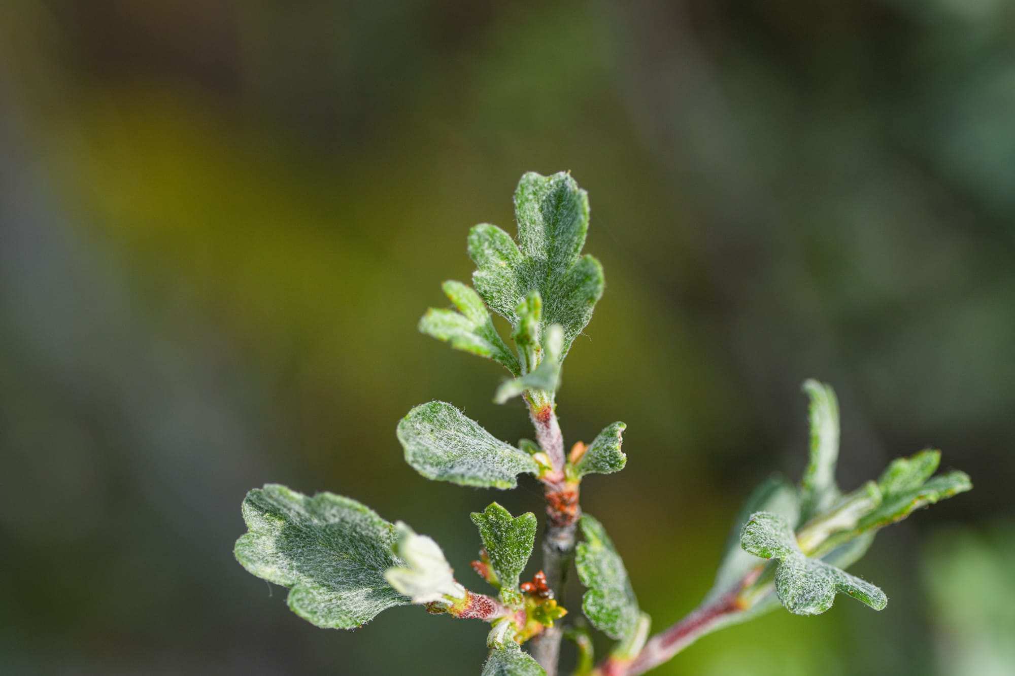 bitterbrush leaves
