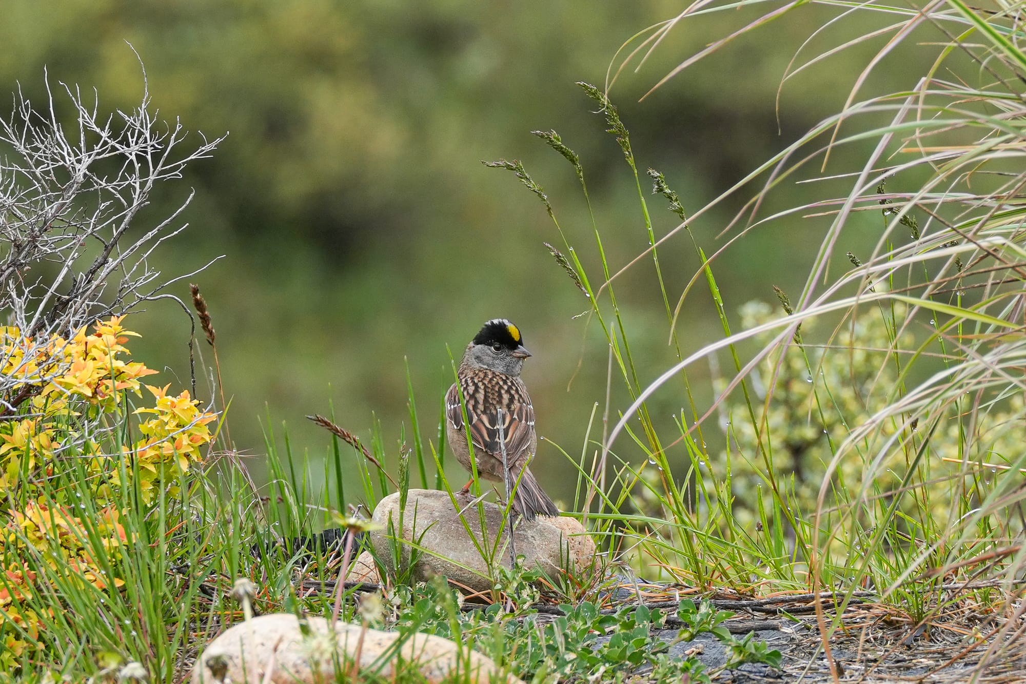 golden-crowned sparrow