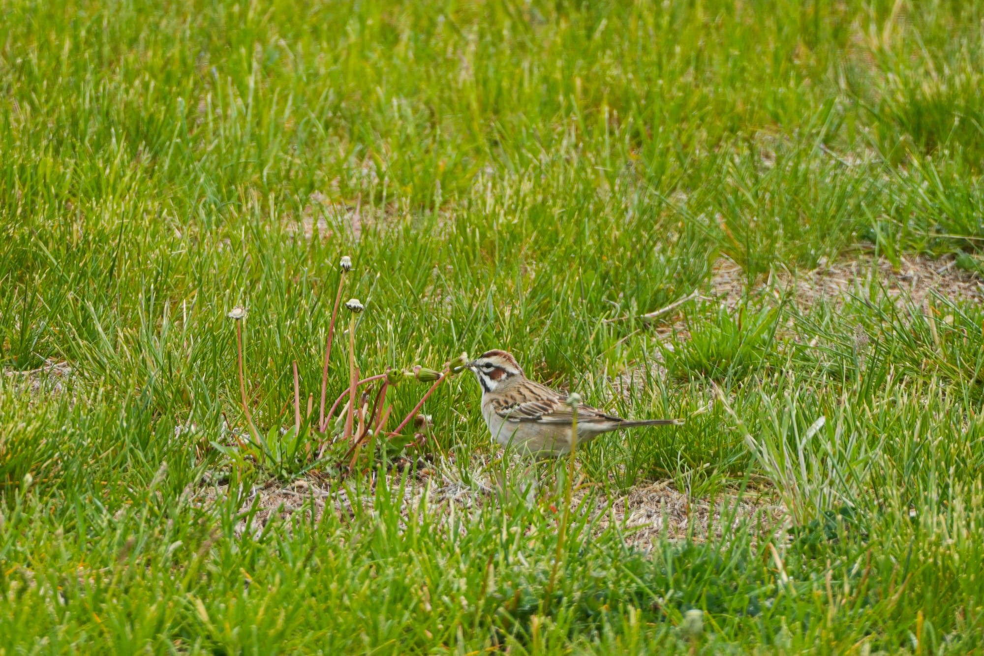 lark sparrow