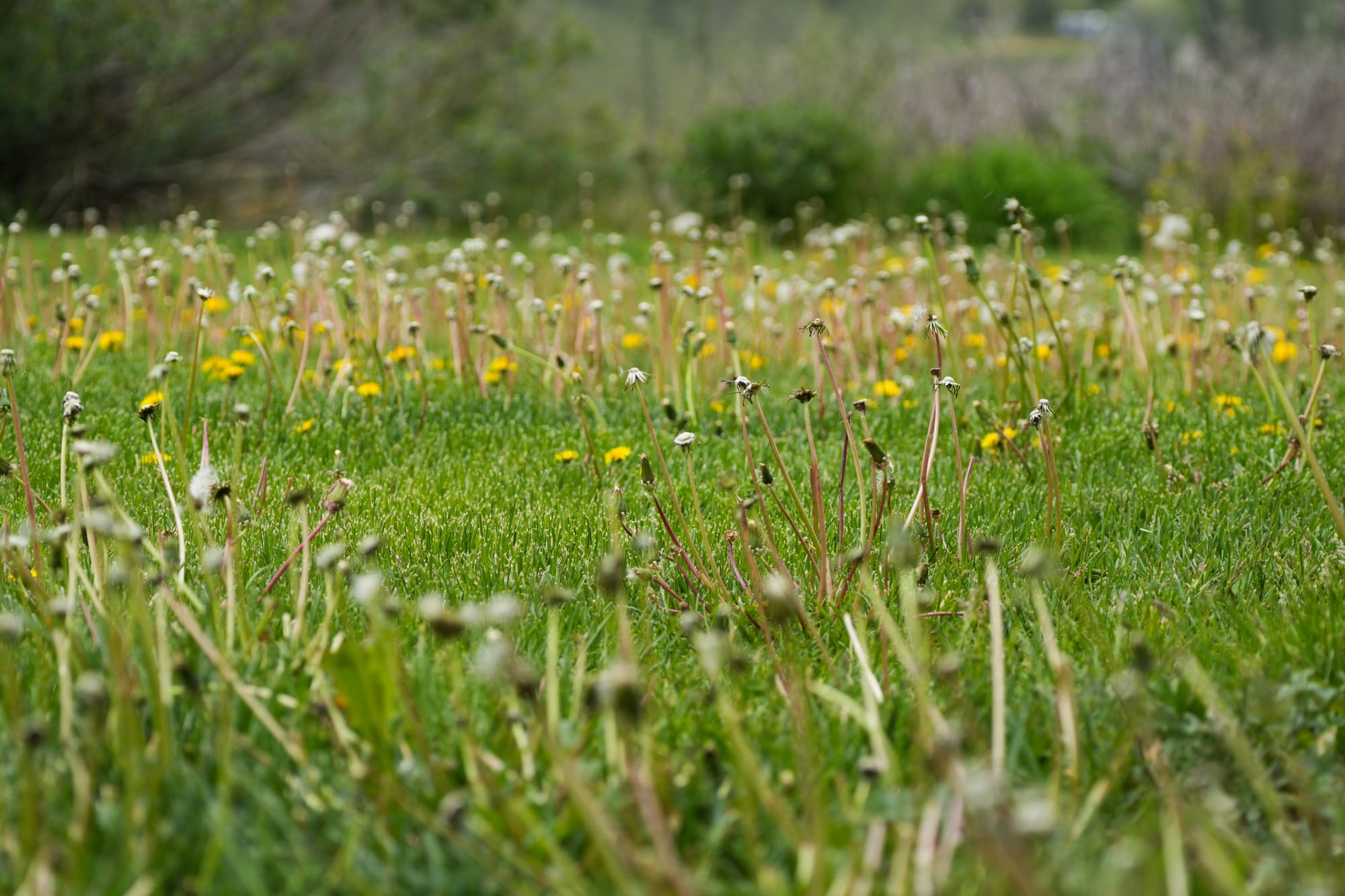 dandelions