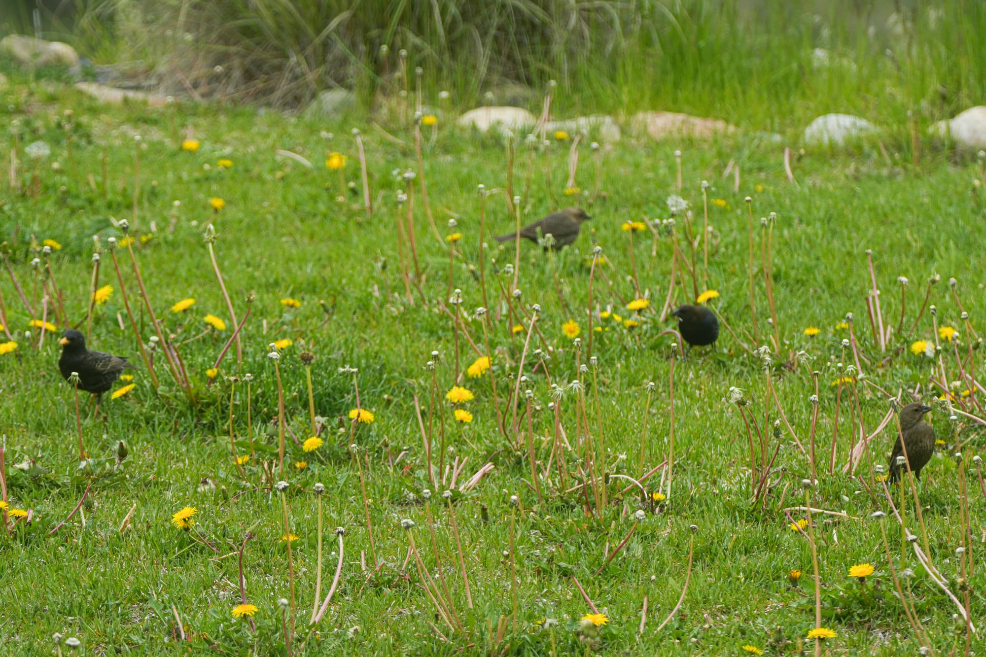 blackbirds