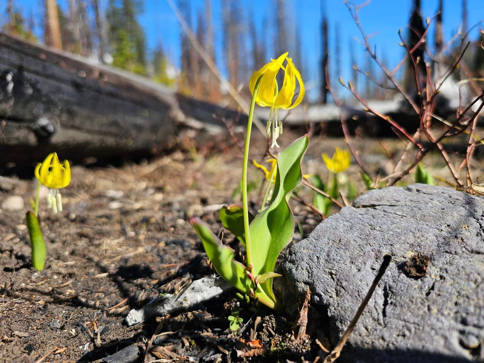 glacier lily