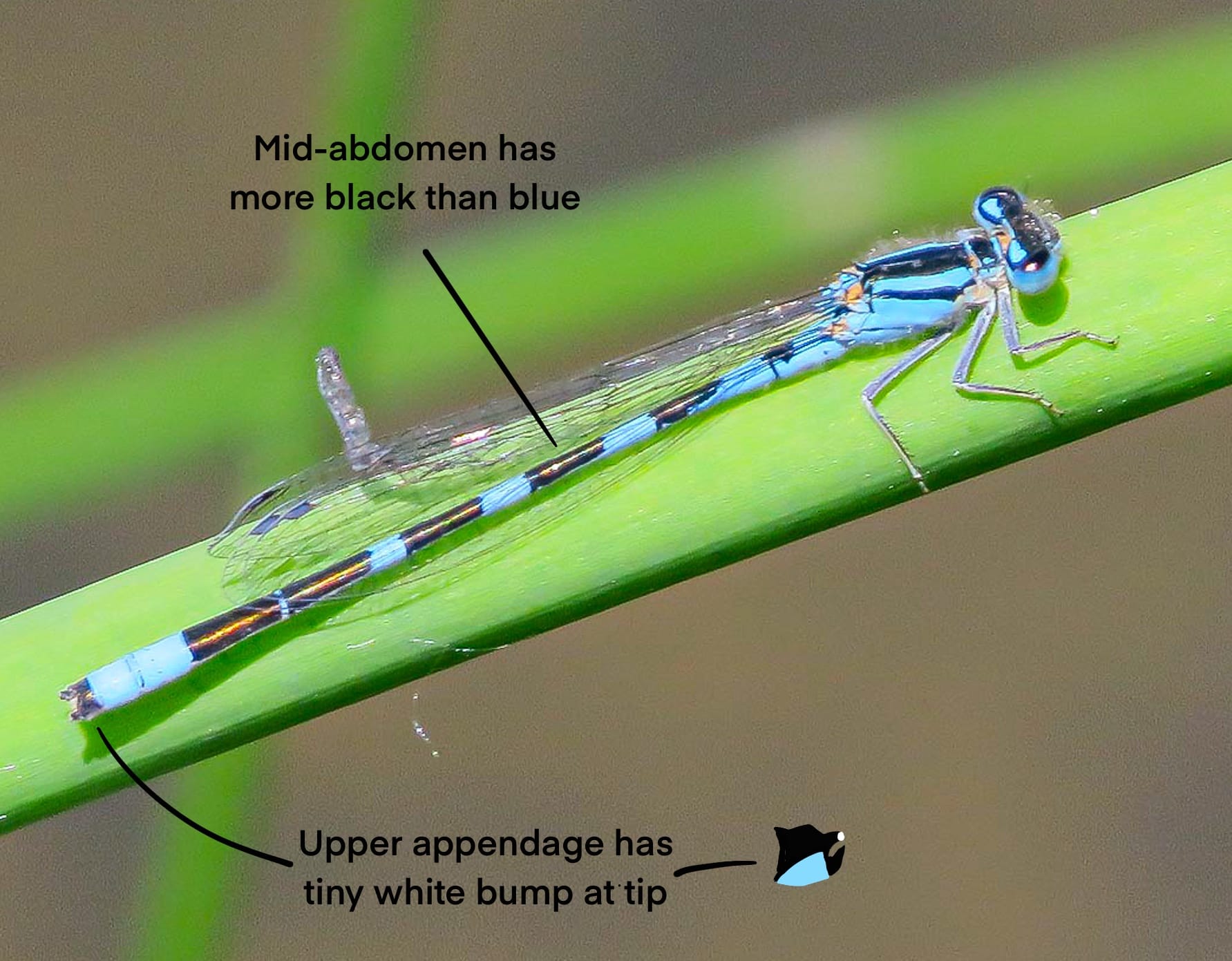 Tiaga bluet