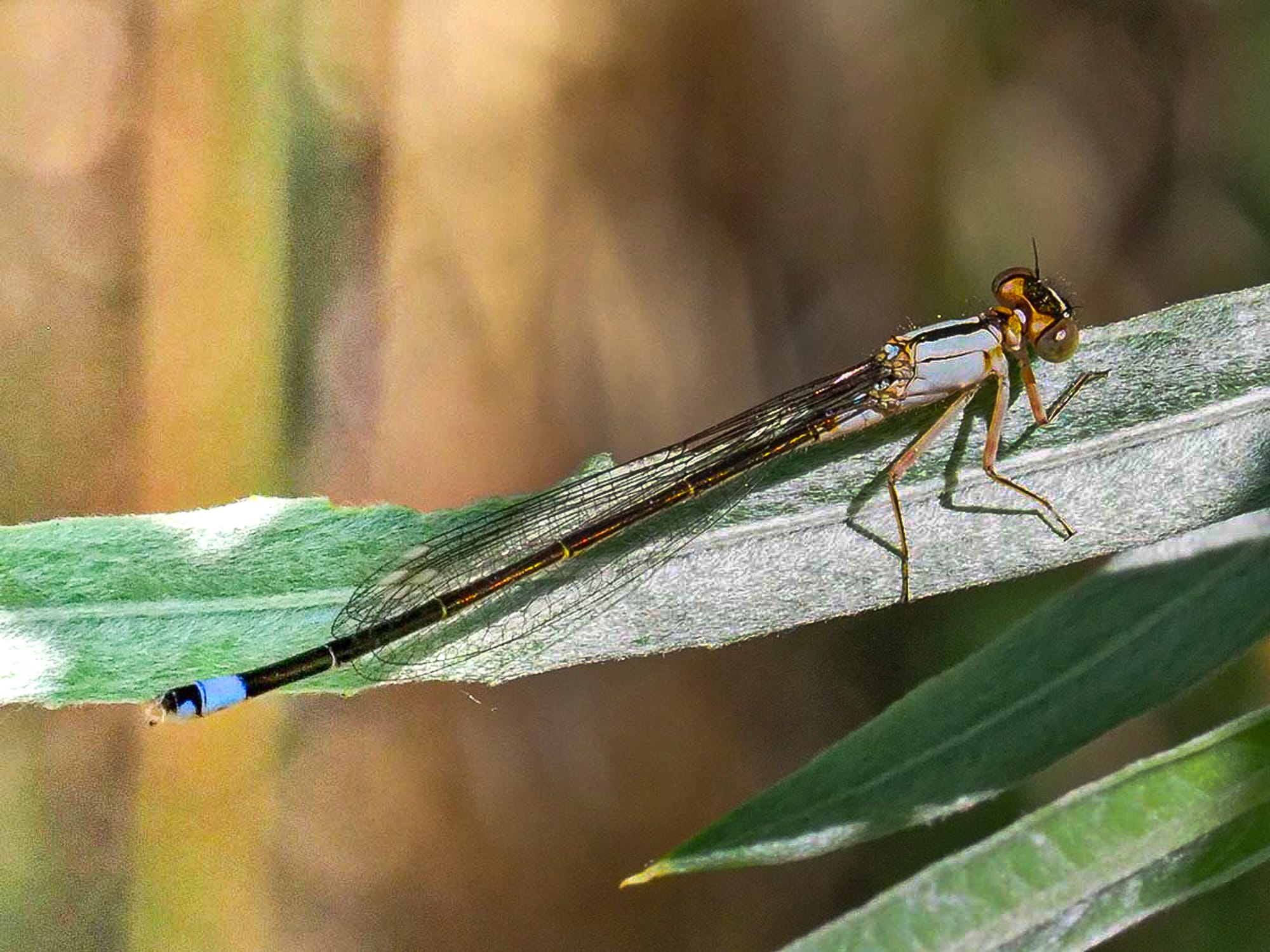 Pacific forktail