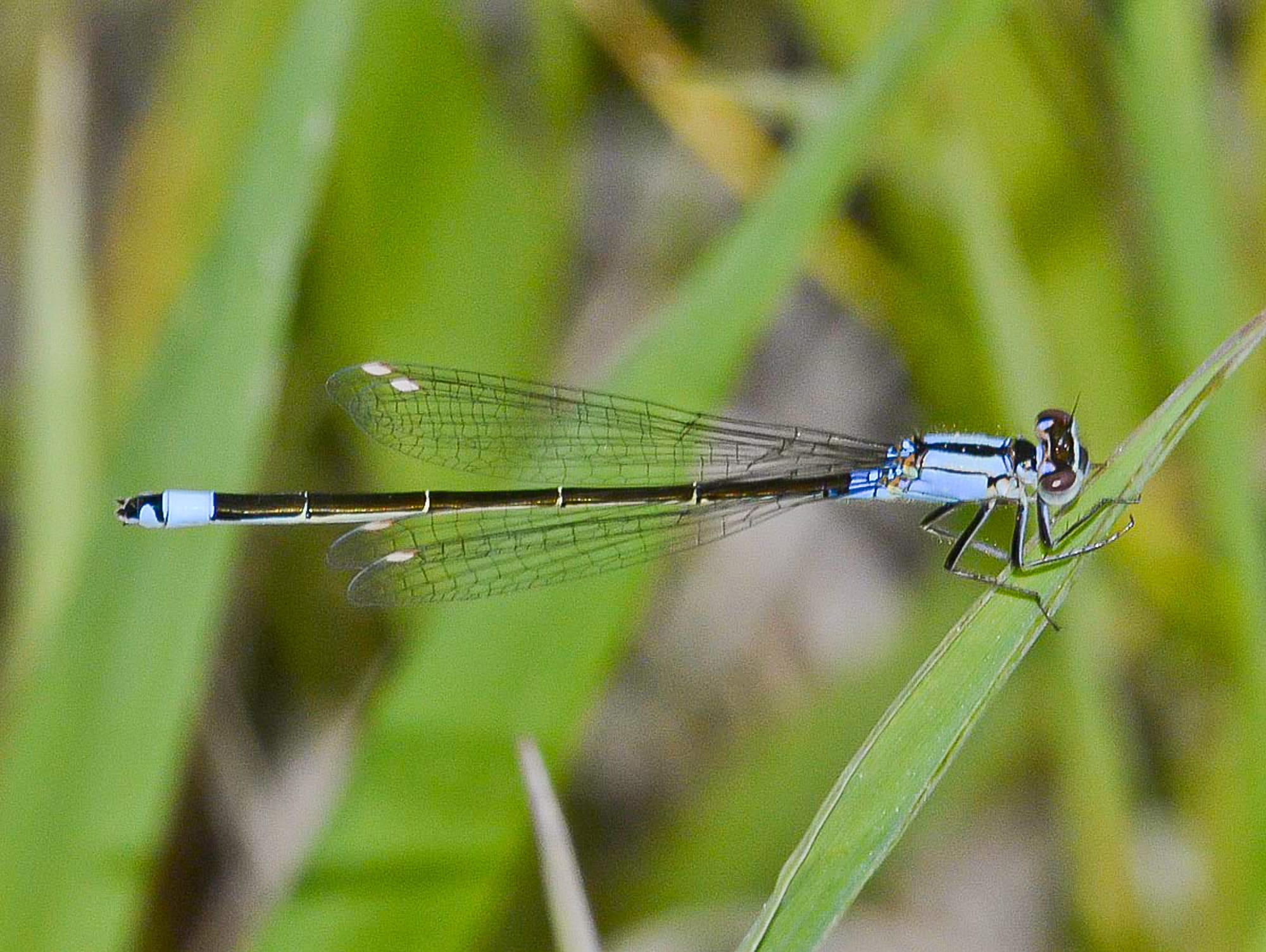Pacific forktail