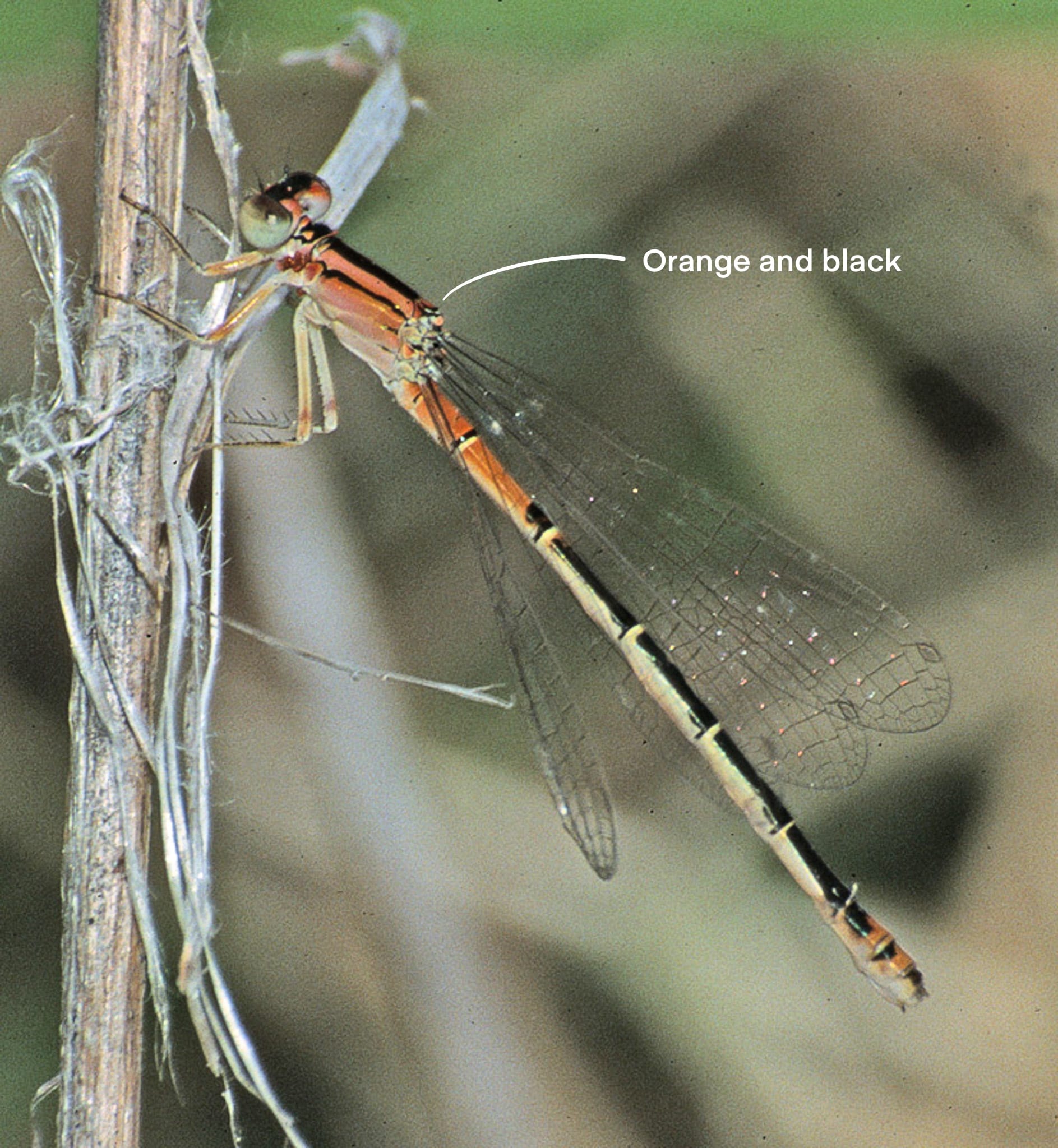 western forktail