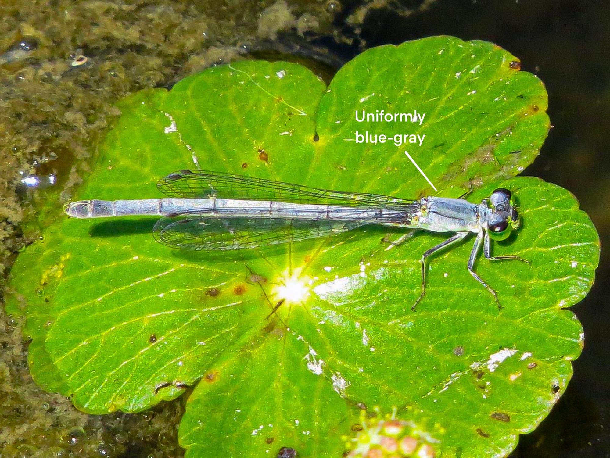 western forktail